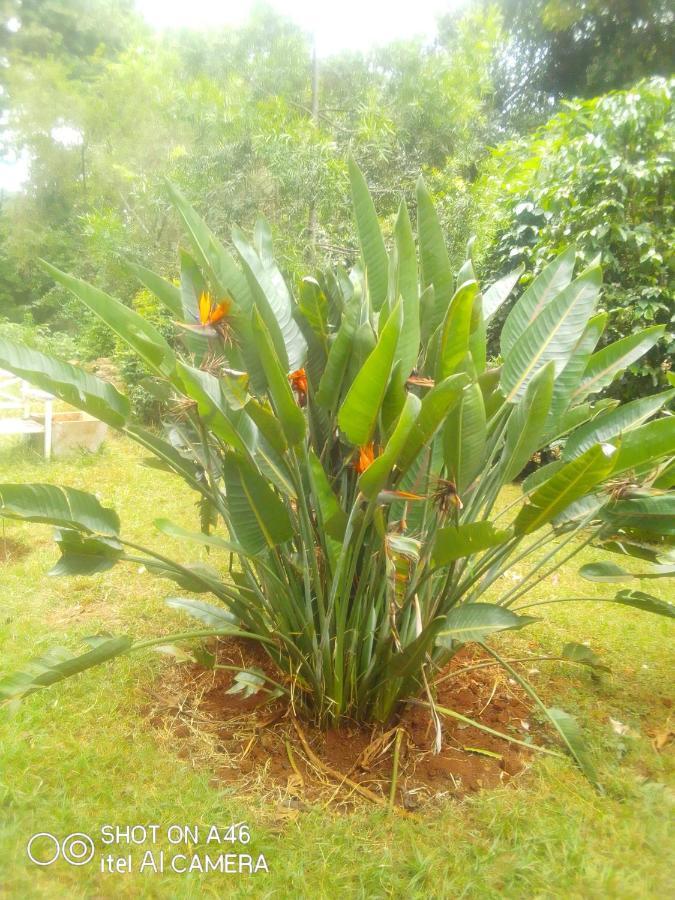 The Cottage-Place Of Grace 2Bdrm And Loft Bed All 4U At Usd58 Nairobi Exteriör bild