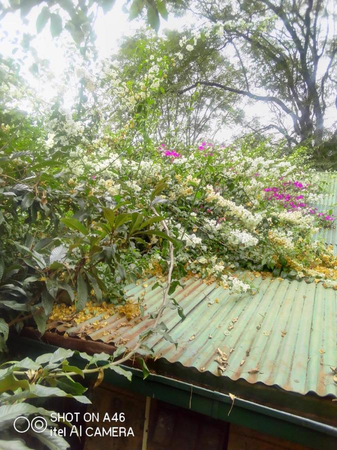 The Cottage-Place Of Grace 2Bdrm And Loft Bed All 4U At Usd58 Nairobi Exteriör bild